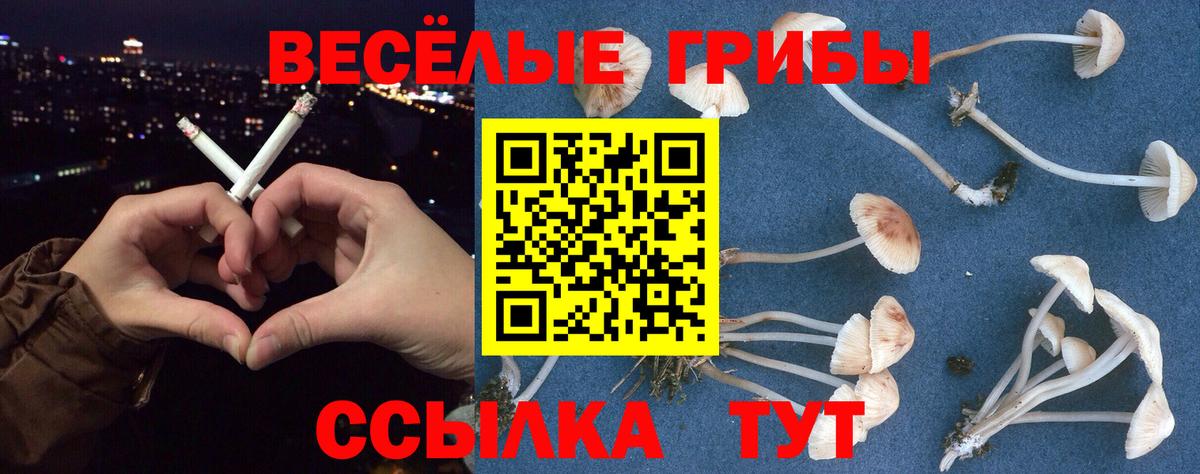 Королёв  Псилоцибиновые грибы прущие грибы  Вход с VPN 